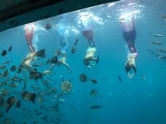 -瑞德姆美人鱼海底演艺主题餐厅(亚龙湾店)