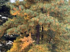 -国家植物园南园