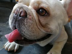 -百好乐宠物友好餐厅(朝外大街店)