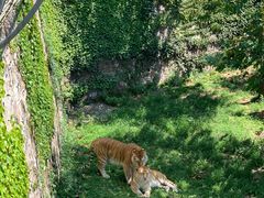 -西霞口神雕山野生动物世界