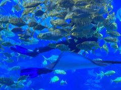 -太平洋海底世界