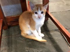 -重庆火锅水库鱼庄(南油店)