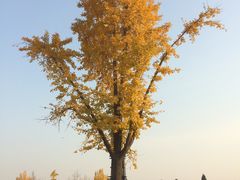 -袁家村关中印象体验地(大唐不夜城店)