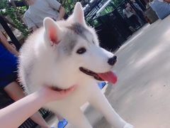 -TrueLove @ Neverland (Husky Cafe)