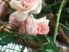 -悦来居•农家美食•生态有机•老式民宅(溪头村店)