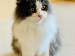 -飞行喵MR PILOT|猫舍·猫咖(静安大融城店)