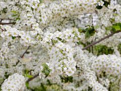 -上海辰山植物园