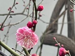 -趵突泉景区