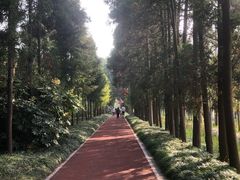 -上海长兴岛郊野公园