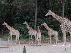 -广州长隆野生动物世界