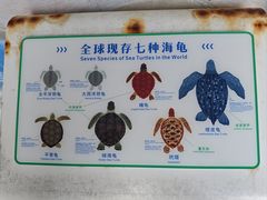 -广东惠东海龟国家级自然保护区