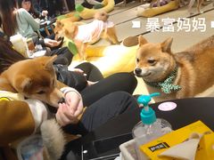 -逗柴咖啡屋·狗咖猫咖宠物桌游