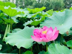 -陈家山荷花公园