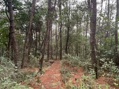 -铁山坪森林公园