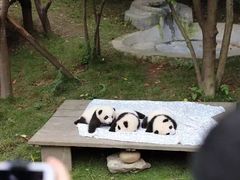 -成都大熊猫繁育研究基地