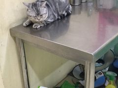 -米苏动物医院·犬猫专科·骨科外科内窥镜