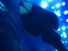 -迪拜水族馆及水下动物园