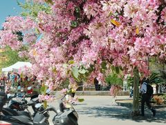 -尚尚仙·酸汤猪手·猪肚鸡火锅(华联万柳购物中心店)