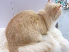 -爱洗澡的猫(望京店)