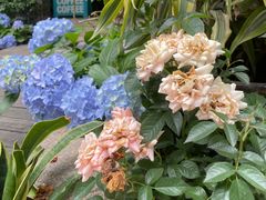 -默迹咖啡馆