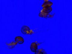 -上海海洋水族馆