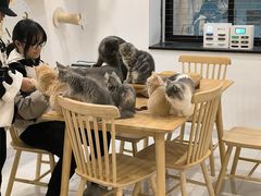-楼上猫咖(罗湖店)