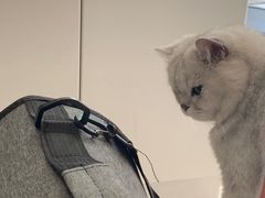 -关爱宠物医院·猫科中心·消化科(滨湖万达分院)