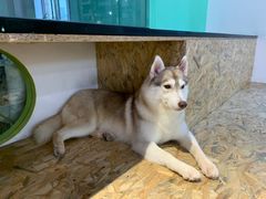 -Husky Go! 哈士奇体验馆·宠物咖啡厅狗咖