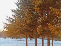 -长春公园(普阳街道)