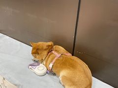 -中农国际动物医院24小时·猫科·骨科·急重症中心