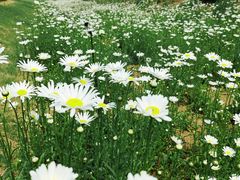 -汉长安城未央宫国家考古遗址公园