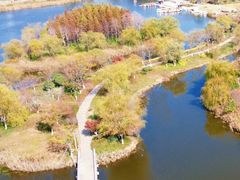 -杭州湾海上花田景区