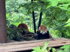 -都江堰中华大熊猫苑