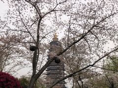 -红梅公园