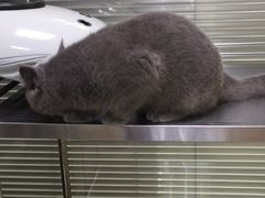 -动物缘宠物医院·骨科·猫科(西二环店)