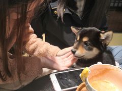 -逗柴咖啡屋·狗咖猫咖宠物桌游