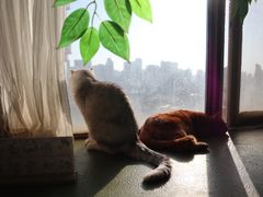 -猫猫幼稚园·撸猫·桌游·电玩
