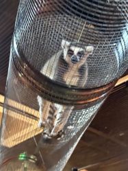 -Zoolung Zoolung动物主题公园(海信广场店)