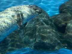 -上海海洋水族馆