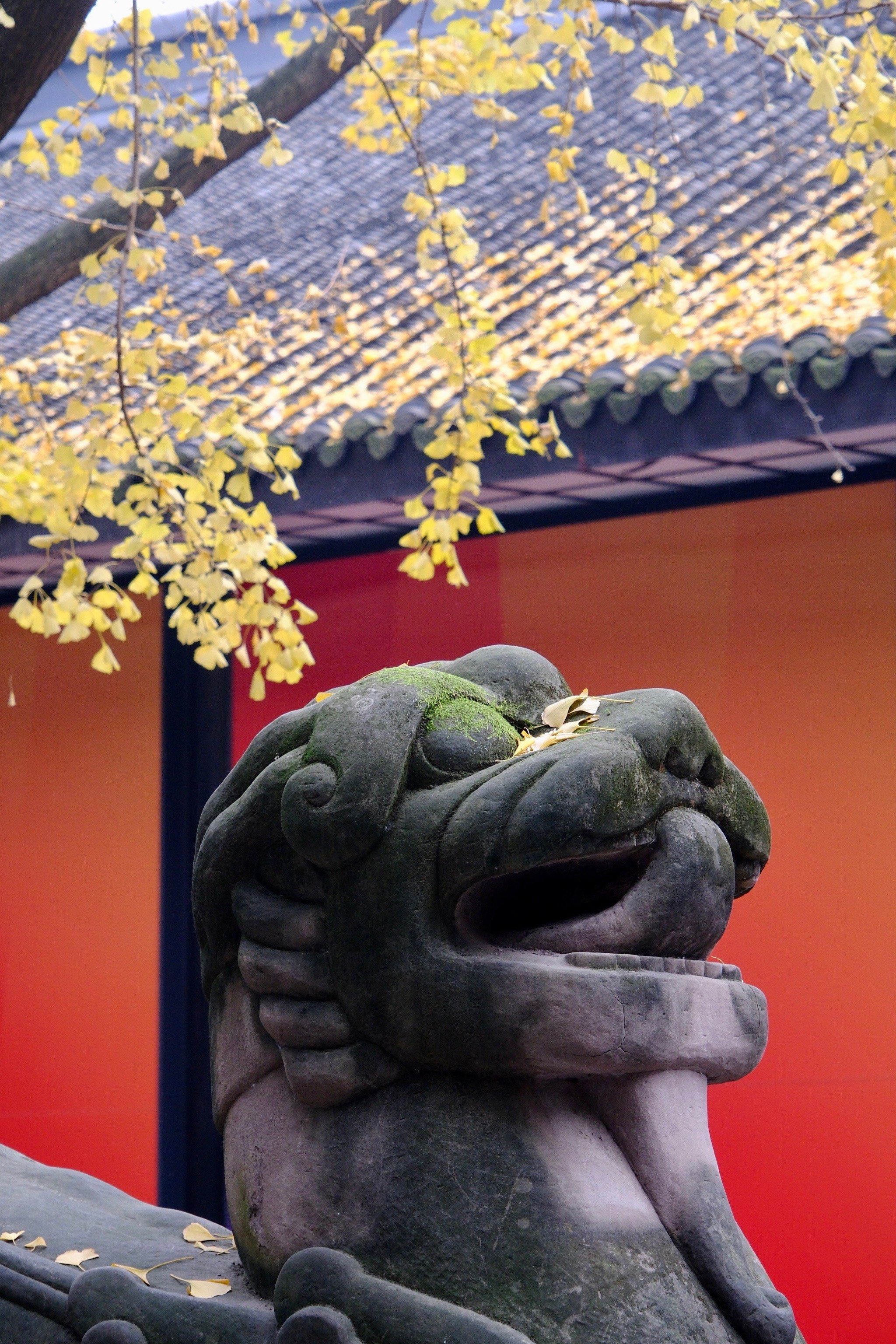 人生建议🟡冬天要来成都武侯祠逛逛🟡