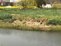 -南汇桃花村