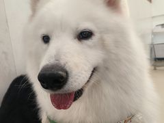-共舞时光猫咖·狗咖(新街口店)