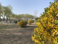 -丁香湖公园