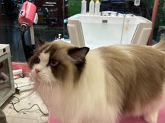-FAELING PETS美天灵宠物(合生汇店)