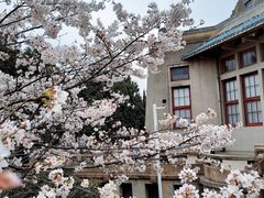 -武汉大学-樱园