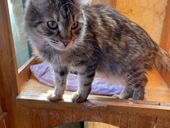 -猫小院猫主题餐厅(南锣旗舰店)