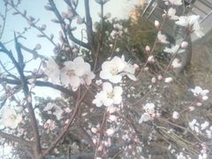 -石家庄市植物园