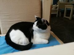 -Anne猫窝咖啡屋