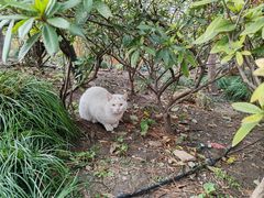 -龙华素斋(龙华路店)