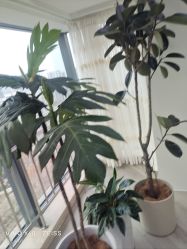 -HEYAN荷妍专业脱毛连锁机构